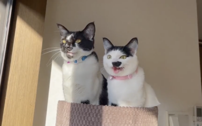 CatVideoFest 2025 – Aug. 1-3