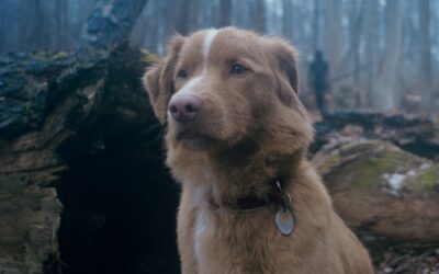 Good Boy – Oct. 3-9