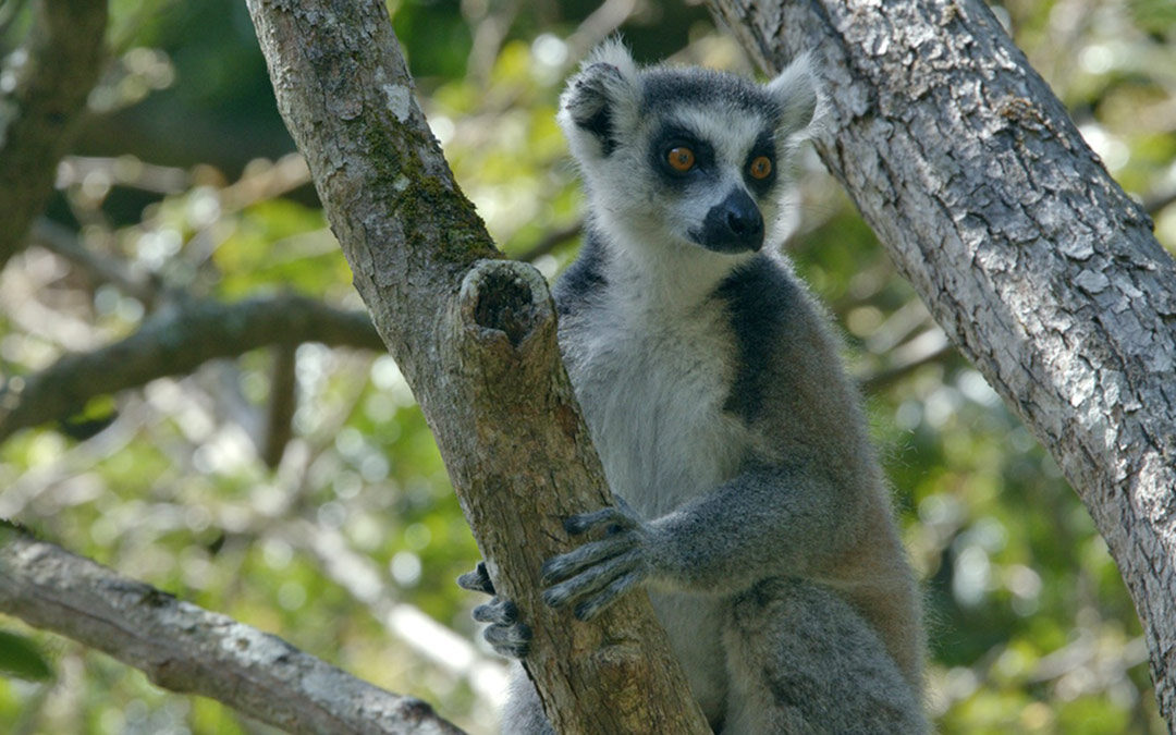 Ivohiboro: The Lost Forest – Mar. 28